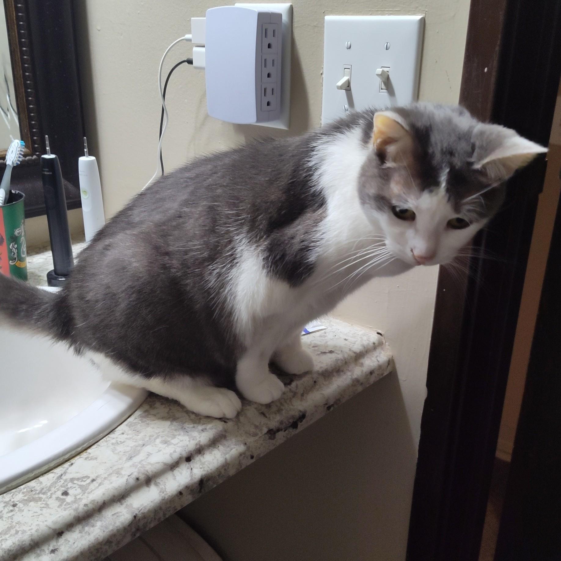 Nepeta Courtesy Listing thumbnail 3