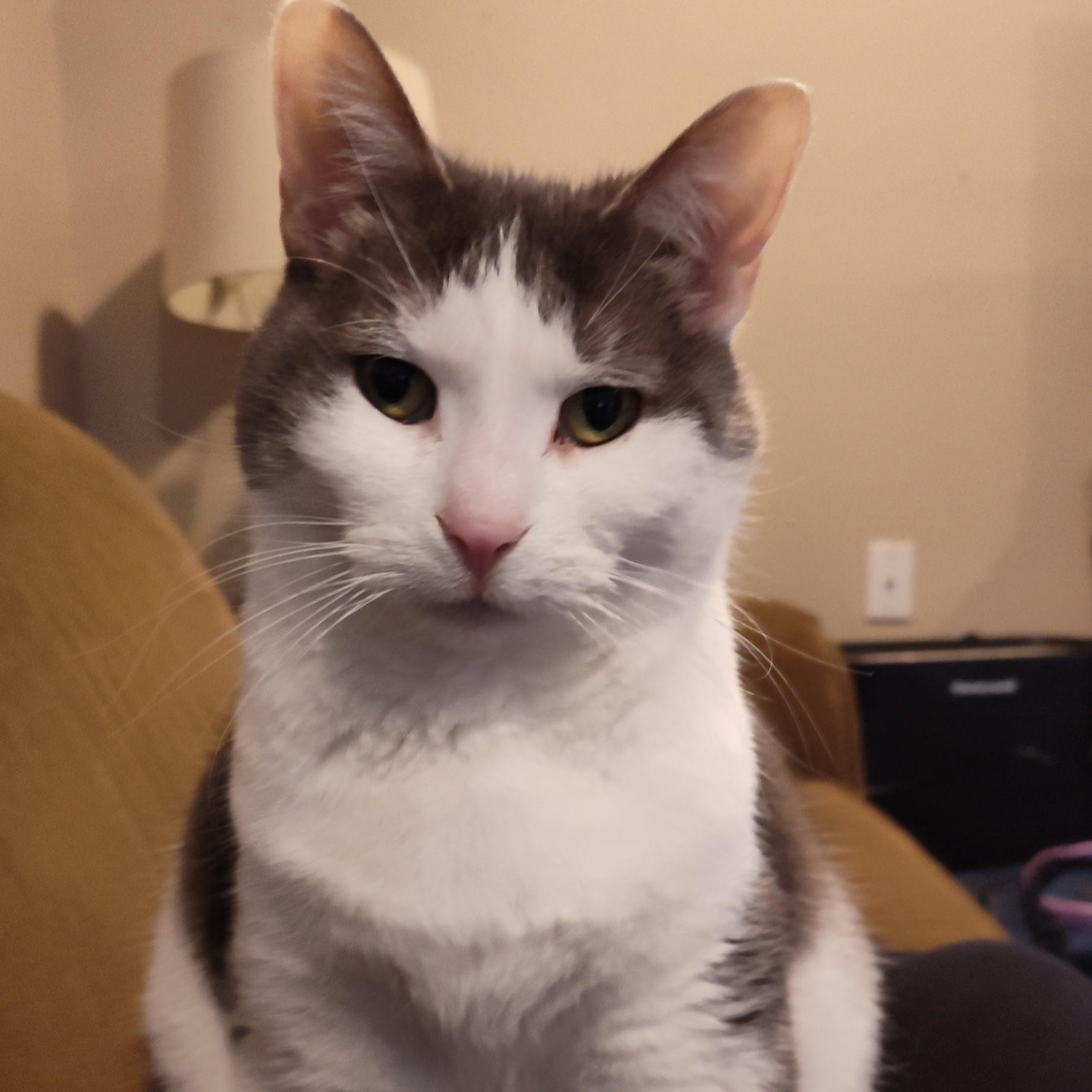 Nepeta Courtesy Listing thumbnail 4