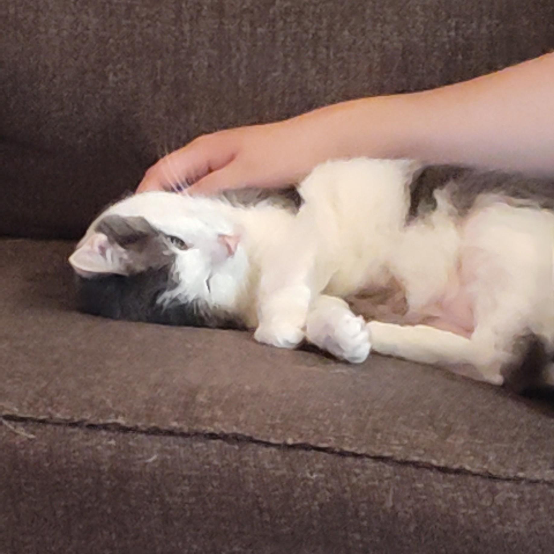 Nepeta Courtesy Listing thumbnail 5