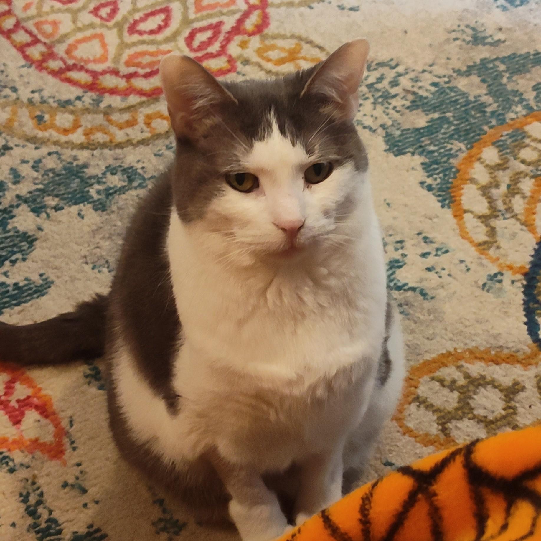 Nepeta Courtesy Listing