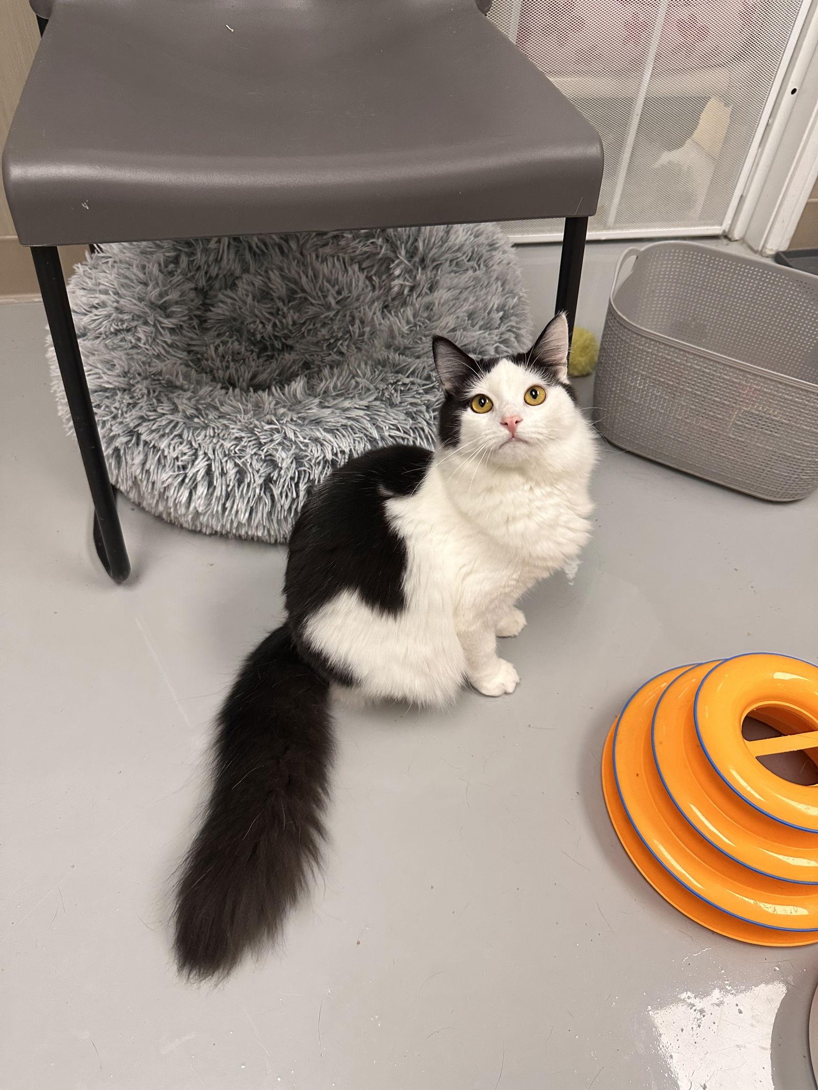 Enlarge Crispy, a Adoptable Domestic Medium Hair in West Hills, CA image 1/3