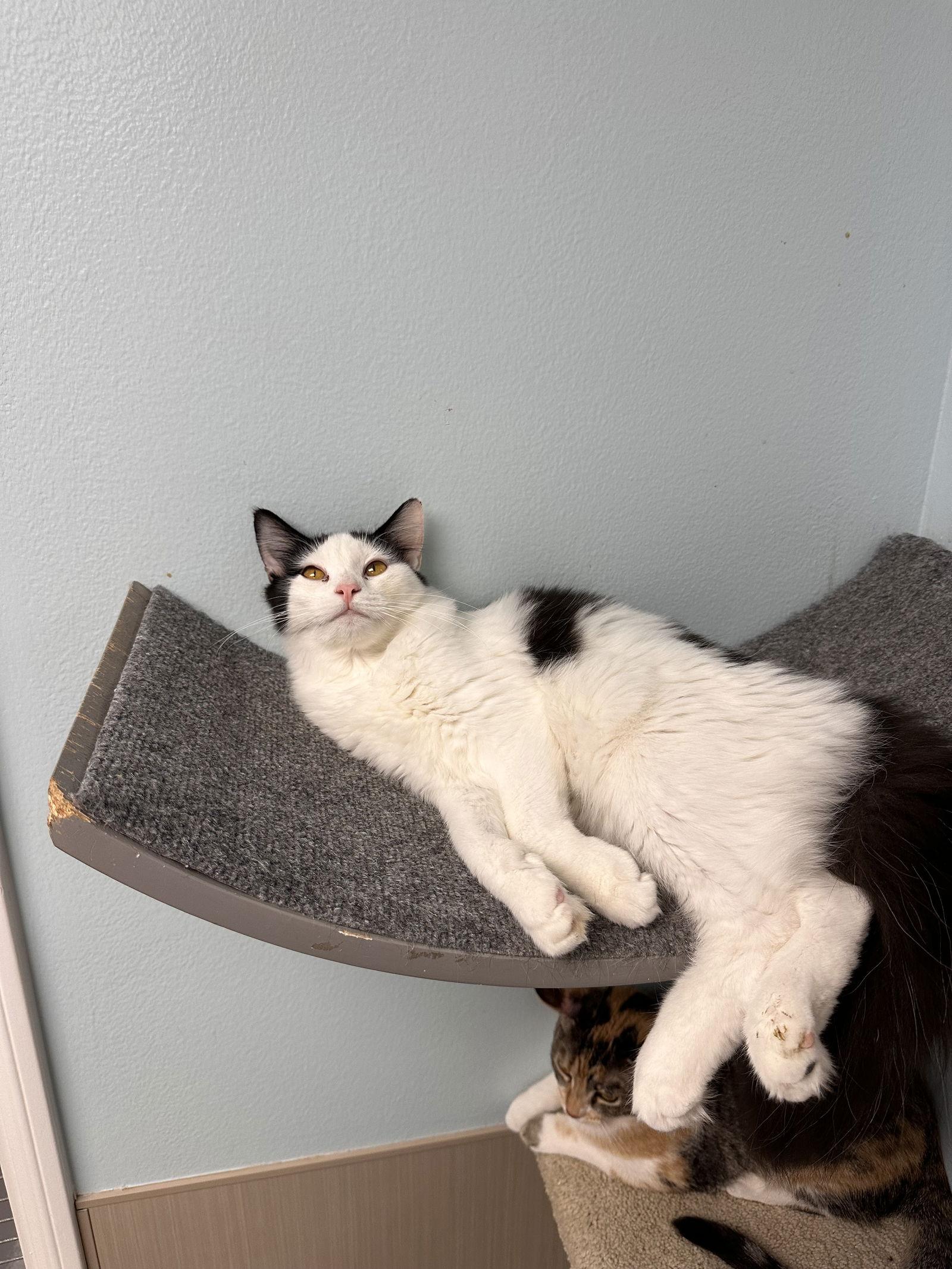 Enlarge Crispy, a Adoptable Domestic Medium Hair in West Hills, CA image 2/3