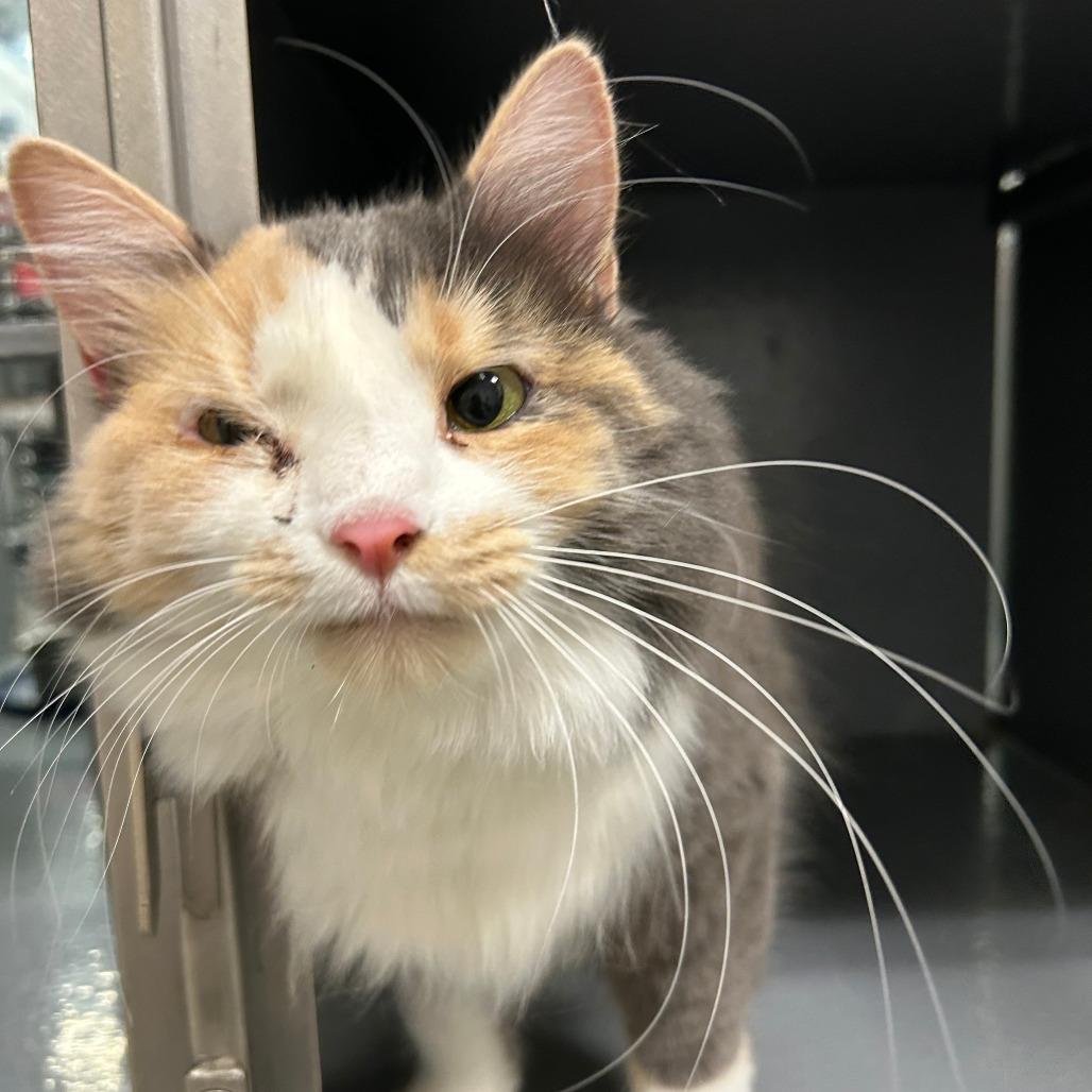 Enlarge Karma C006978, a Adoptable Domestic Long Hair in Prosper, TX image 1/2