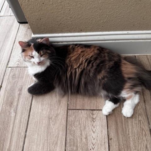 Enlarge Karma C006978, a Adoptable Domestic Long Hair in Prosper, TX image 2/2