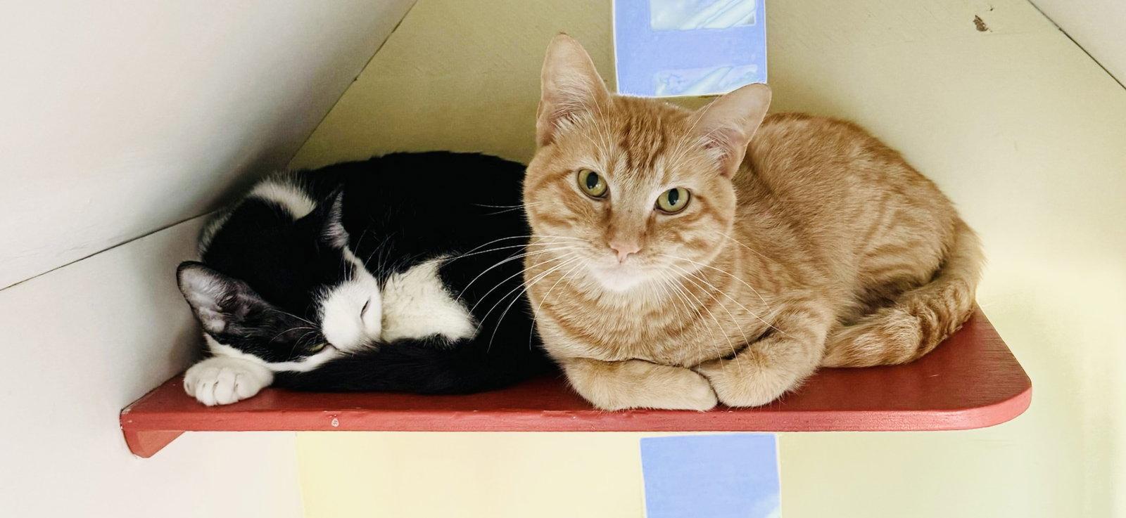 Mike (bonded with Eleven), Adoptable, Young Male Domestic Short Hair.