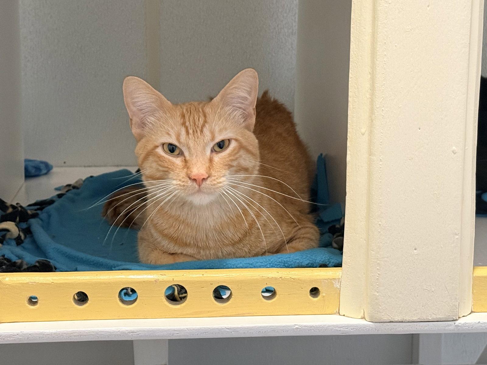 Mike (bonded with Eleven), a Adoptable Domestic Short Hair in Oakland, CA image 2/2