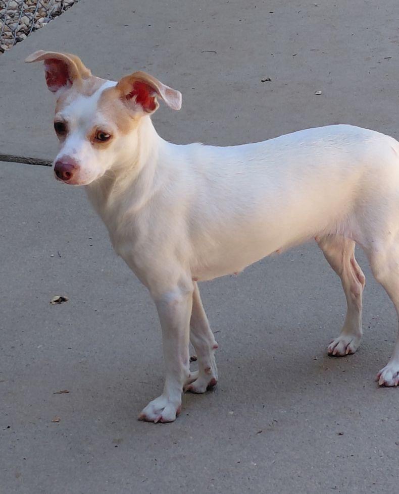 Clarice, Adoptable, Adult Female Chihuahua & Rat Terrier.