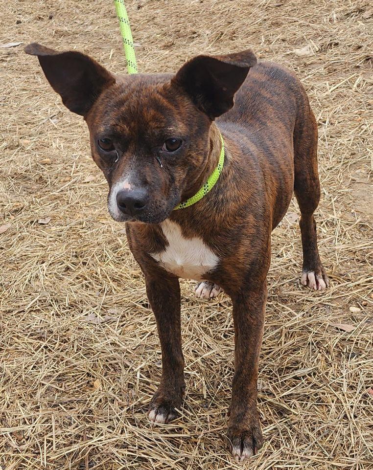 Enlarge 260034  Nala, a Adoptable Terrier in Wetumpka, AL image 2/3