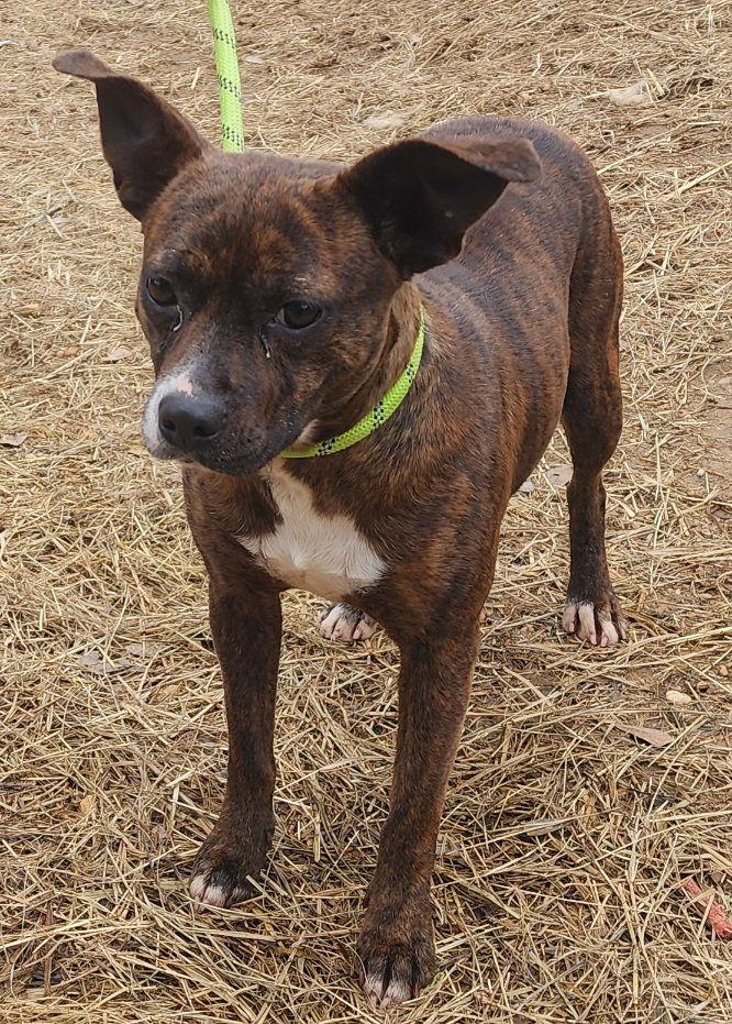 Enlarge 260034  Nala, a Adoptable Terrier in Wetumpka, AL image 3/3