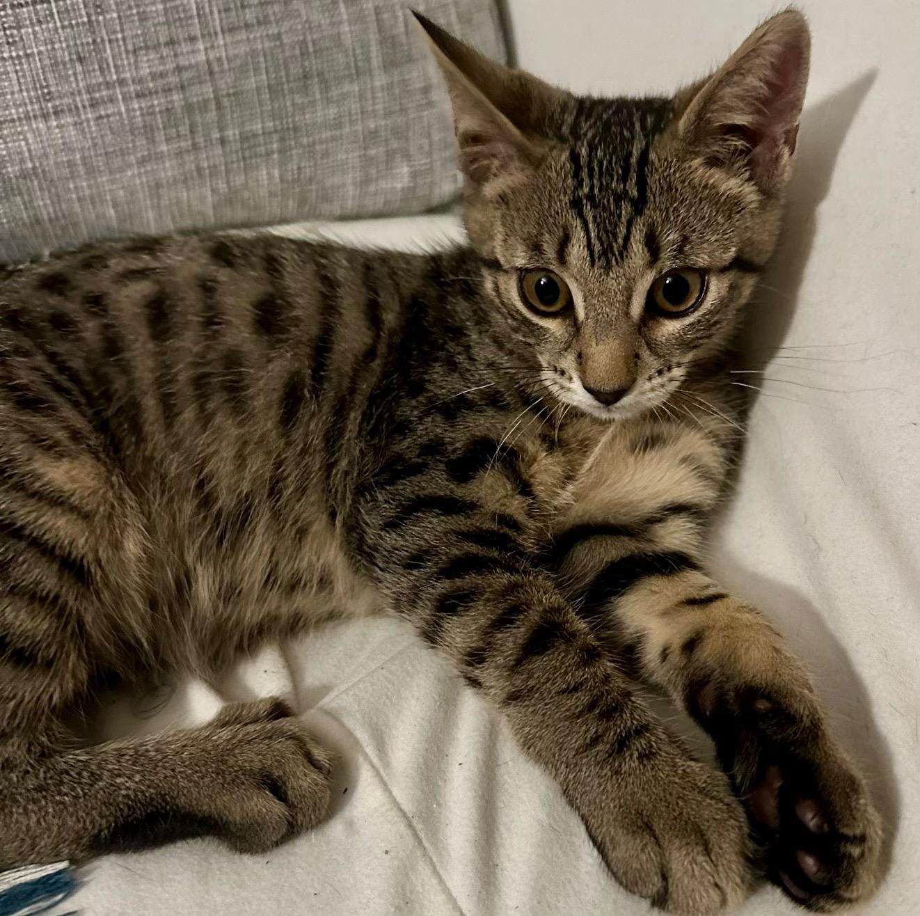 Felix, adopted, Young Male American Shorthair & Tabby.