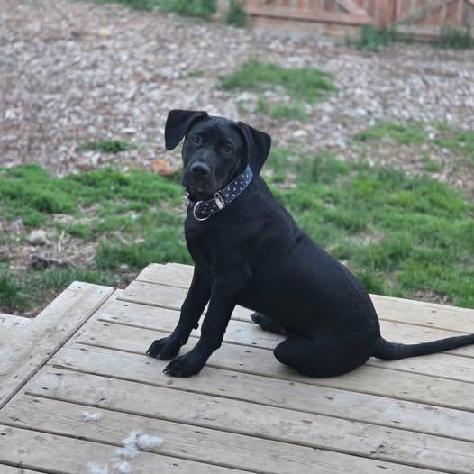 Hollywood, an adoptable Black Labrador Retriever in Minden, ON, K0M 2K0 | Photo Image 1