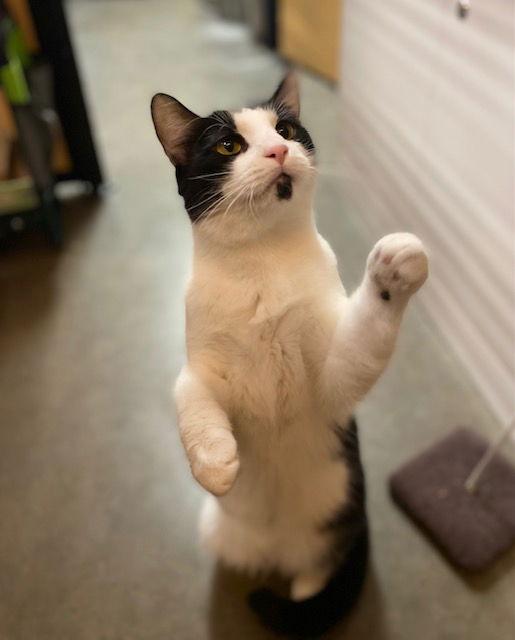 Domino, Adoptable, Young Male Domestic Short Hair.