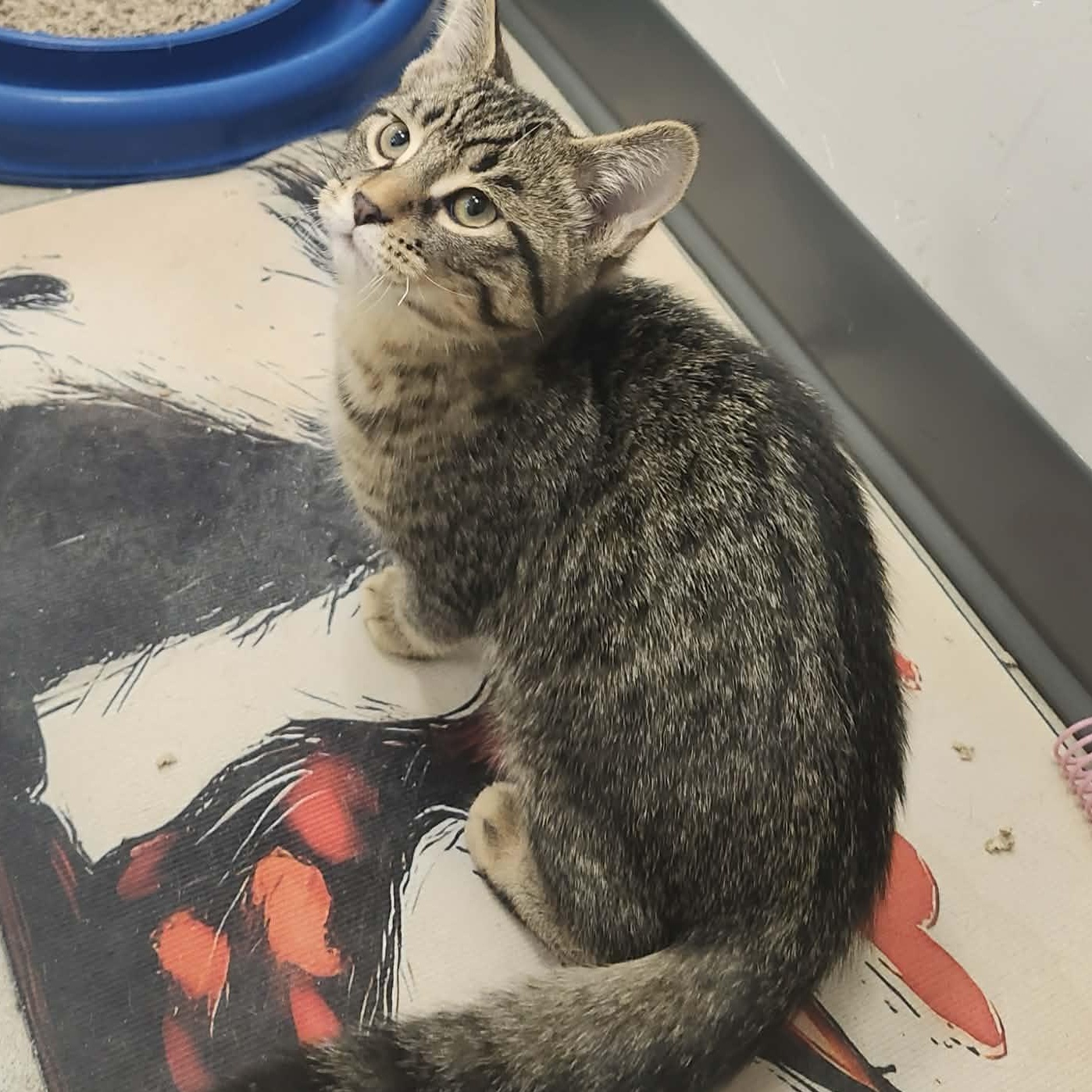 Raj - An Energetic Cuddly Boy!, ADOPTABLE, Kitten Male Tabby.