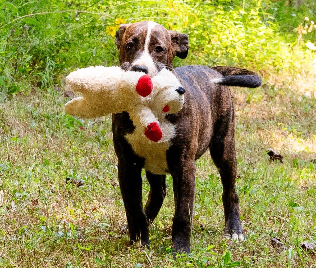 Enlarge Tippy Dot, a Adoptable Terrier in Ellijay, GA image 1/3