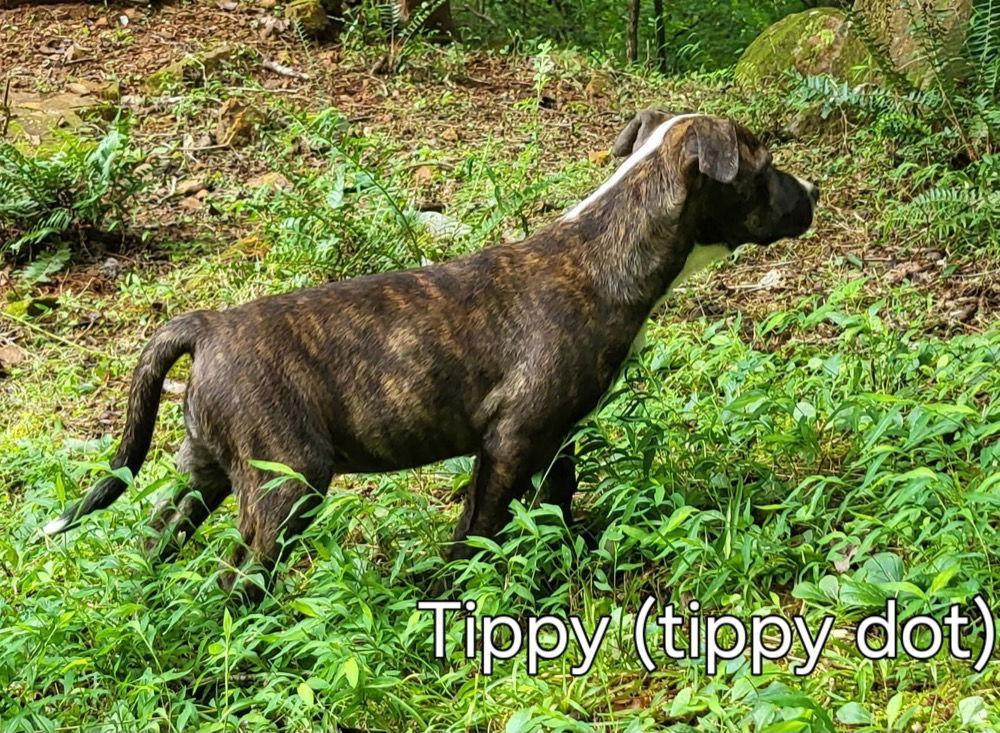 Enlarge Tippy Dot, a Adoptable Terrier in Ellijay, GA image 2/3