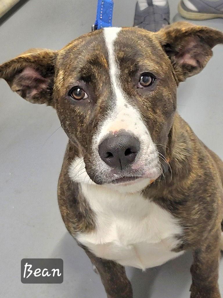 Enlarge Tippy Dot, a Adoptable Terrier in Ellijay, GA image 3/3