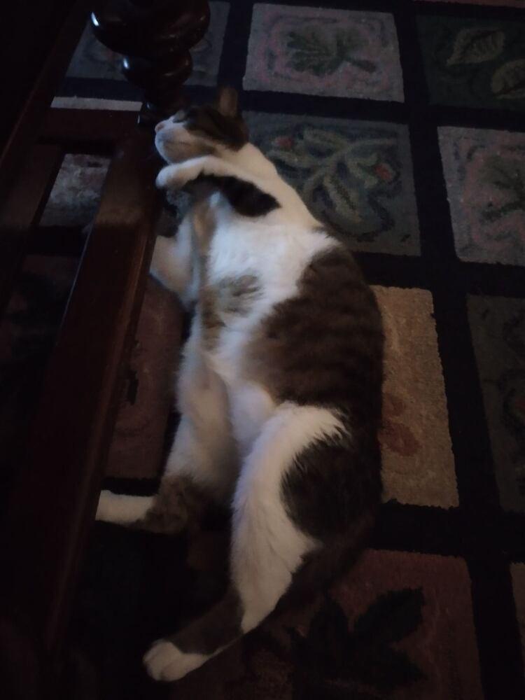 Dexter Rith 7984, Adoptable, Adult Male Domestic Short Hair.