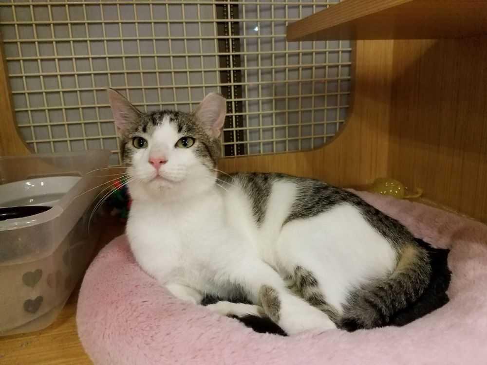 Enlarge Dexter Rith 7984, a Adoptable Domestic Short Hair in Dallas, TX image 2/6