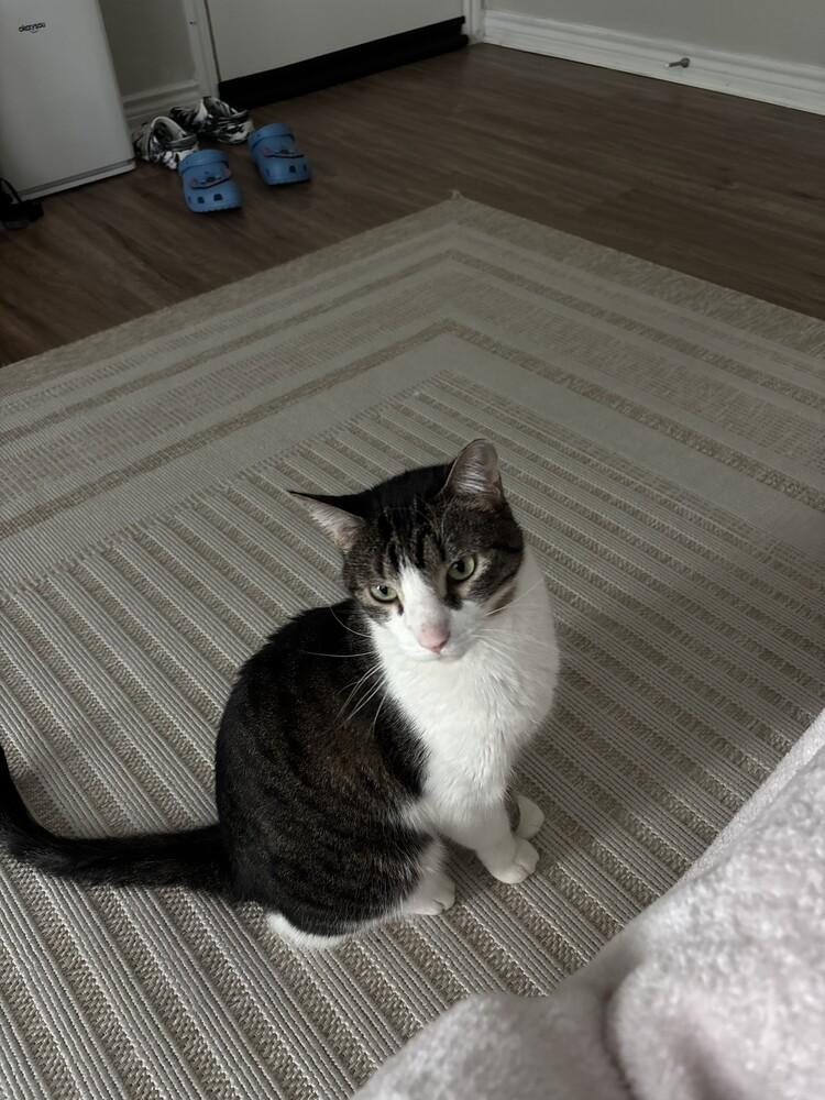 Enlarge Dexter Rith 7984, a Adoptable Domestic Short Hair in Dallas, TX image 3/6