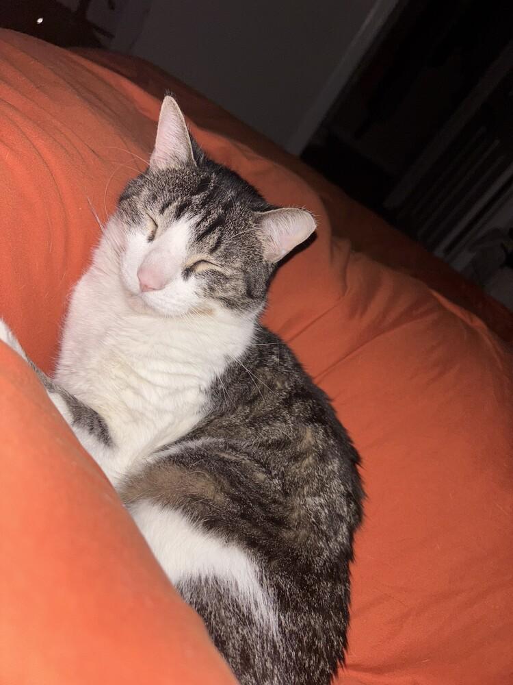 Enlarge Dexter Rith 7984, a Adoptable Domestic Short Hair in Dallas, TX image 4/6