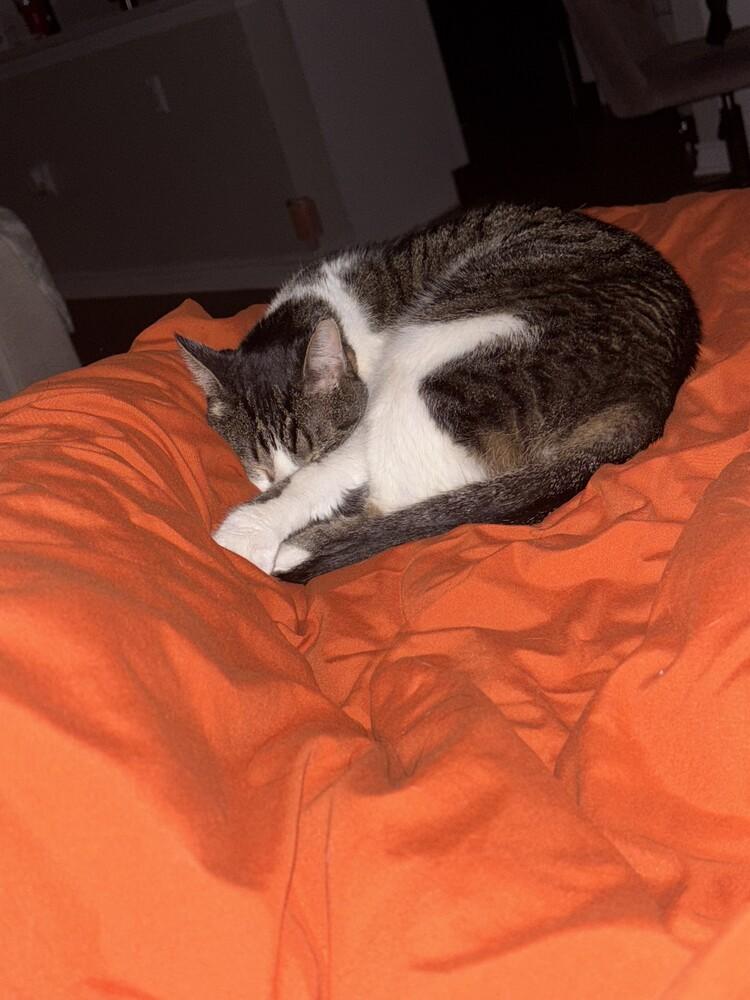 Enlarge Dexter Rith 7984, a Adoptable Domestic Short Hair in Dallas, TX image 5/6