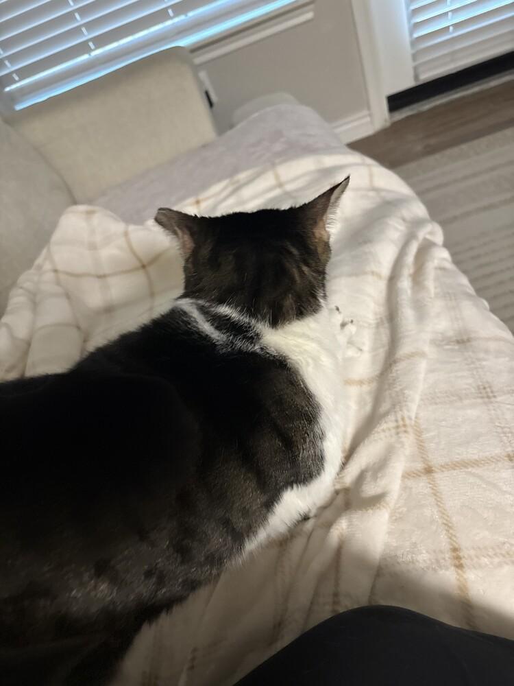 Enlarge Dexter Rith 7984, a Adoptable Domestic Short Hair in Dallas, TX image 6/6