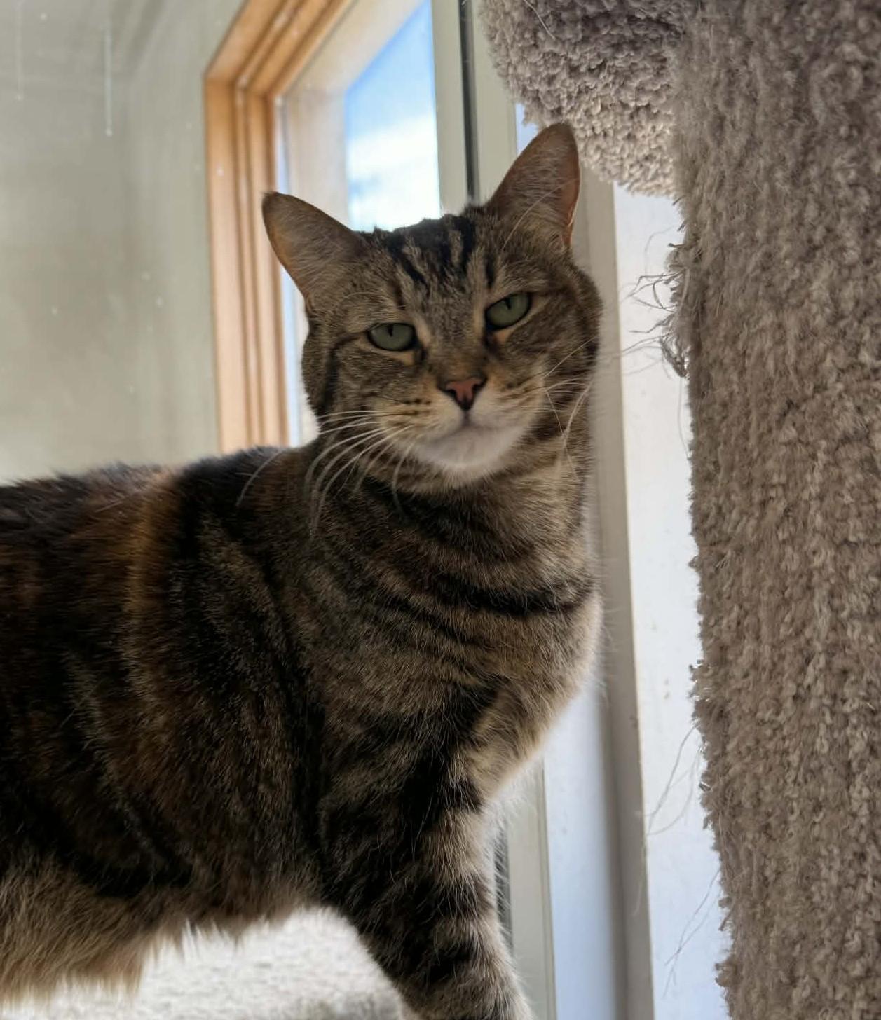 Calli, Adoptable, Adult Female Domestic Short Hair.