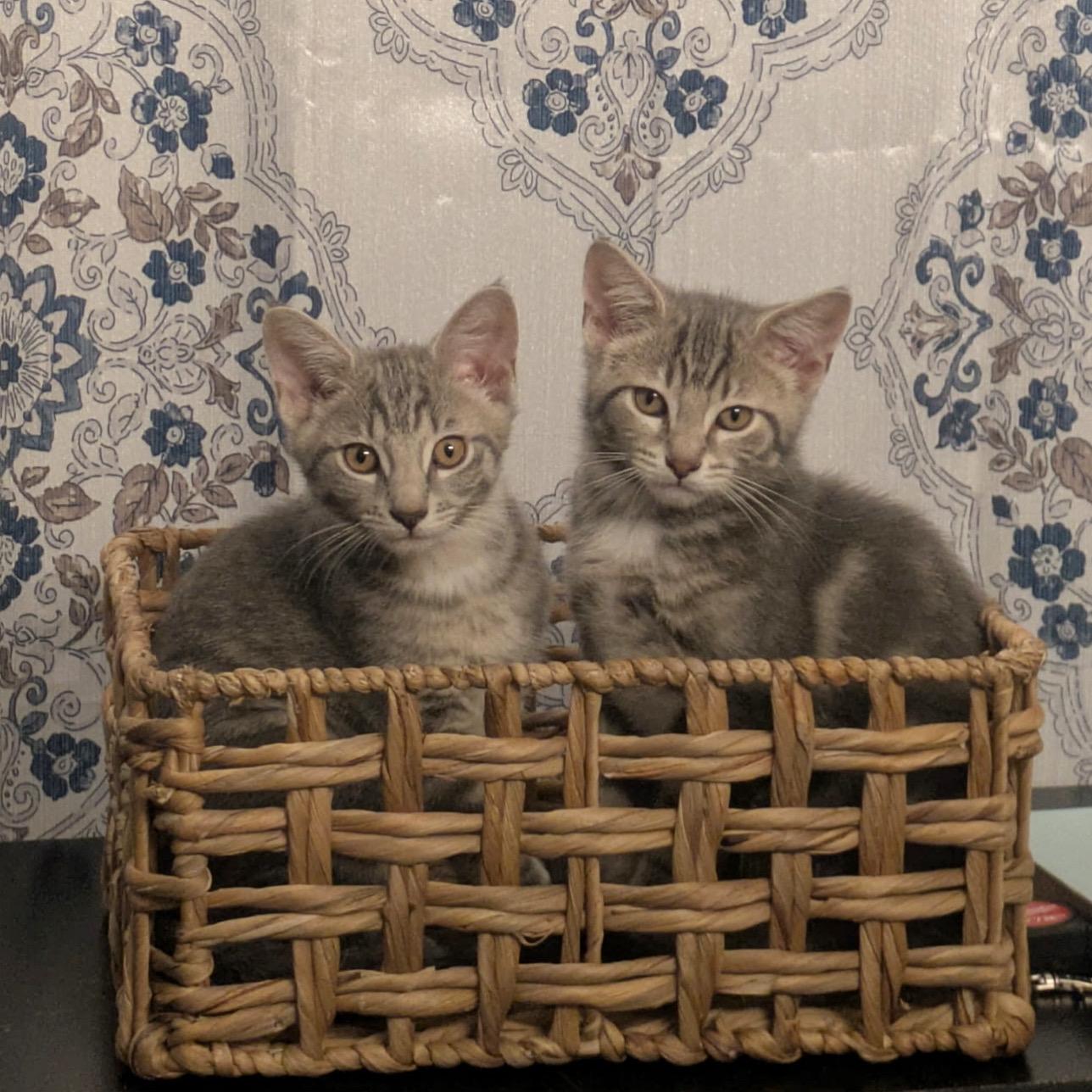 Enlarge Pikachu & Squirtle, a Adopted Domestic Short Hair in McDonald, PA image 2/2