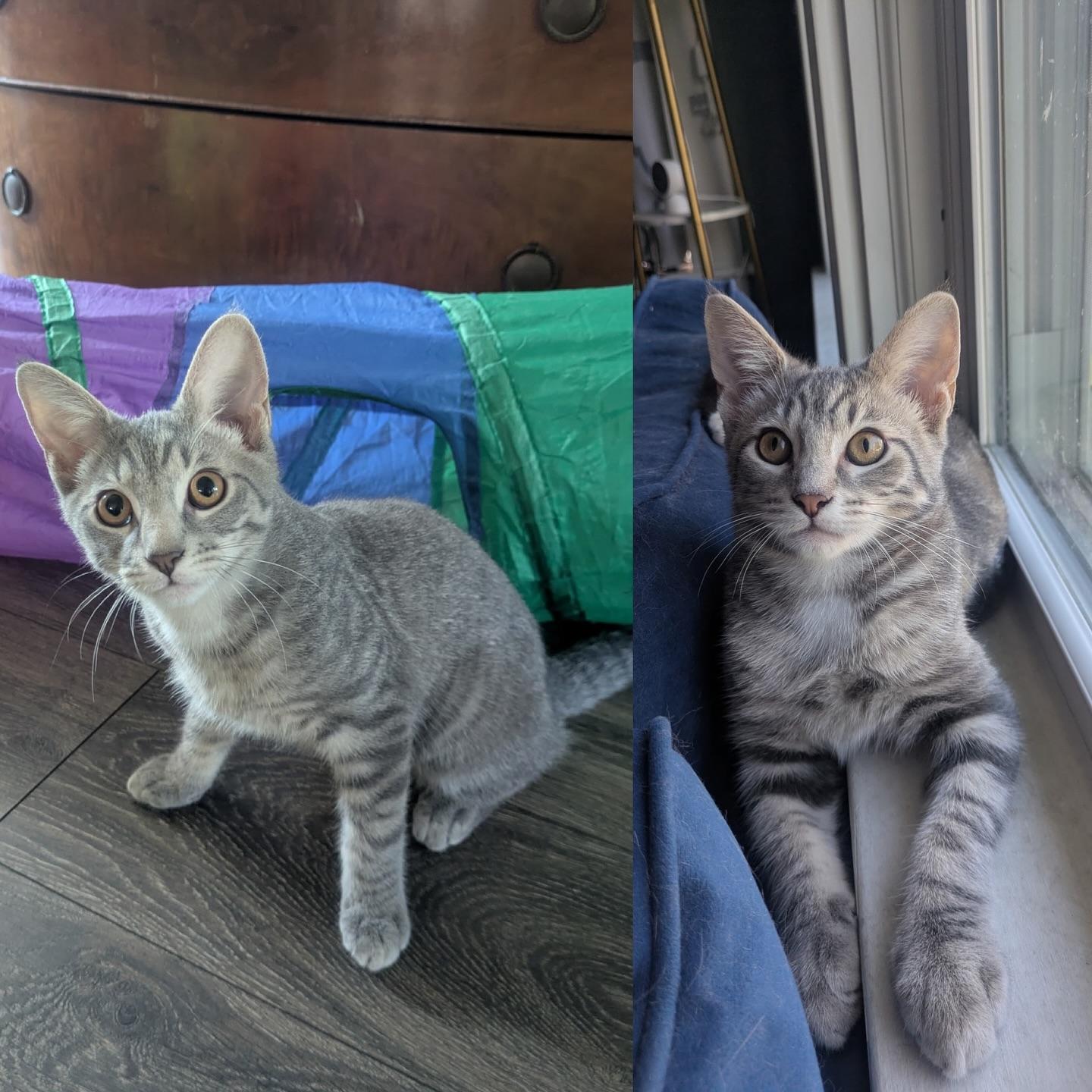 Enlarge Pikachu & Squirtle, a Adopted Domestic Short Hair in McDonald, PA image 1/2