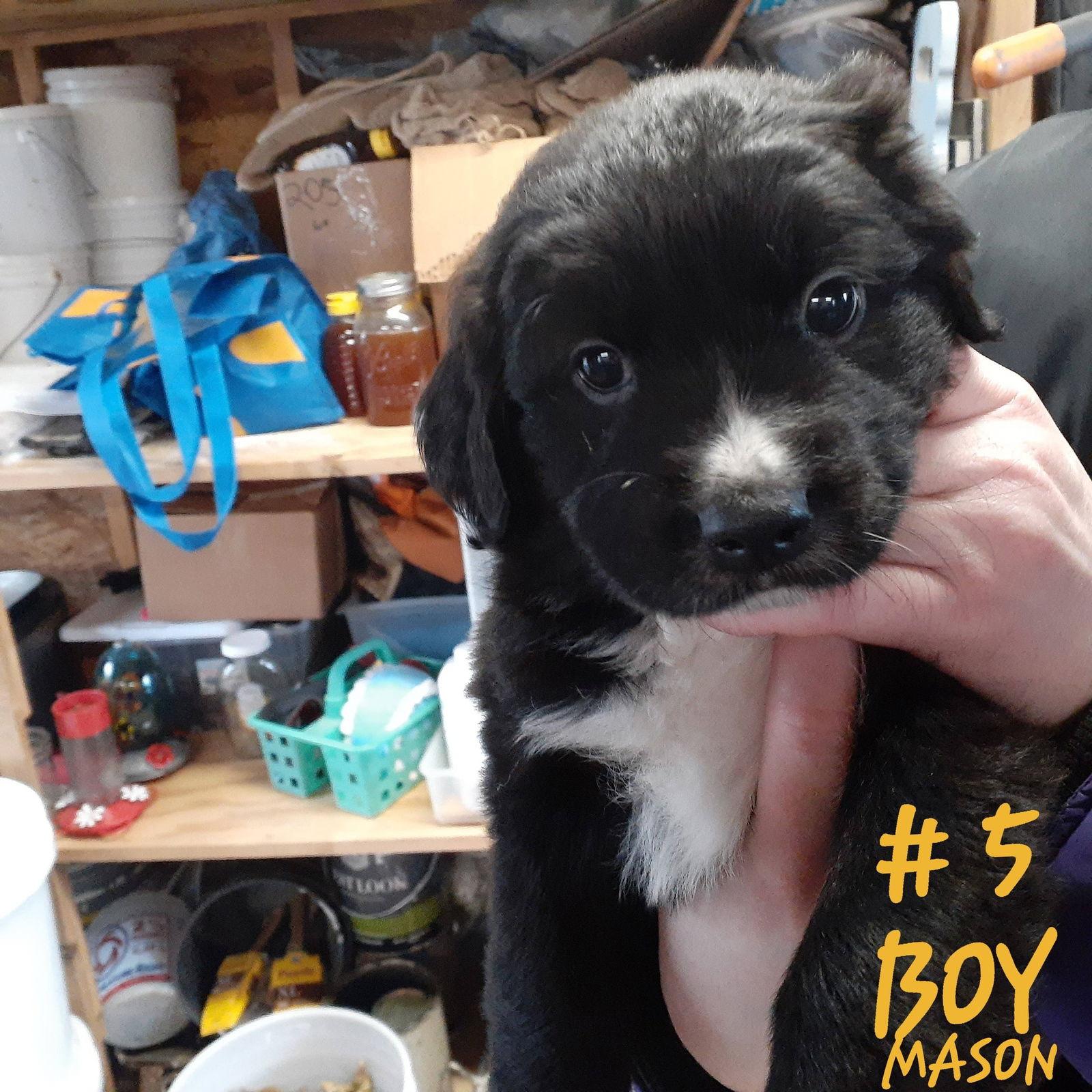 Mason (11wo,15lbs), Adopted, Puppy Male Golden Retriever & Collie.