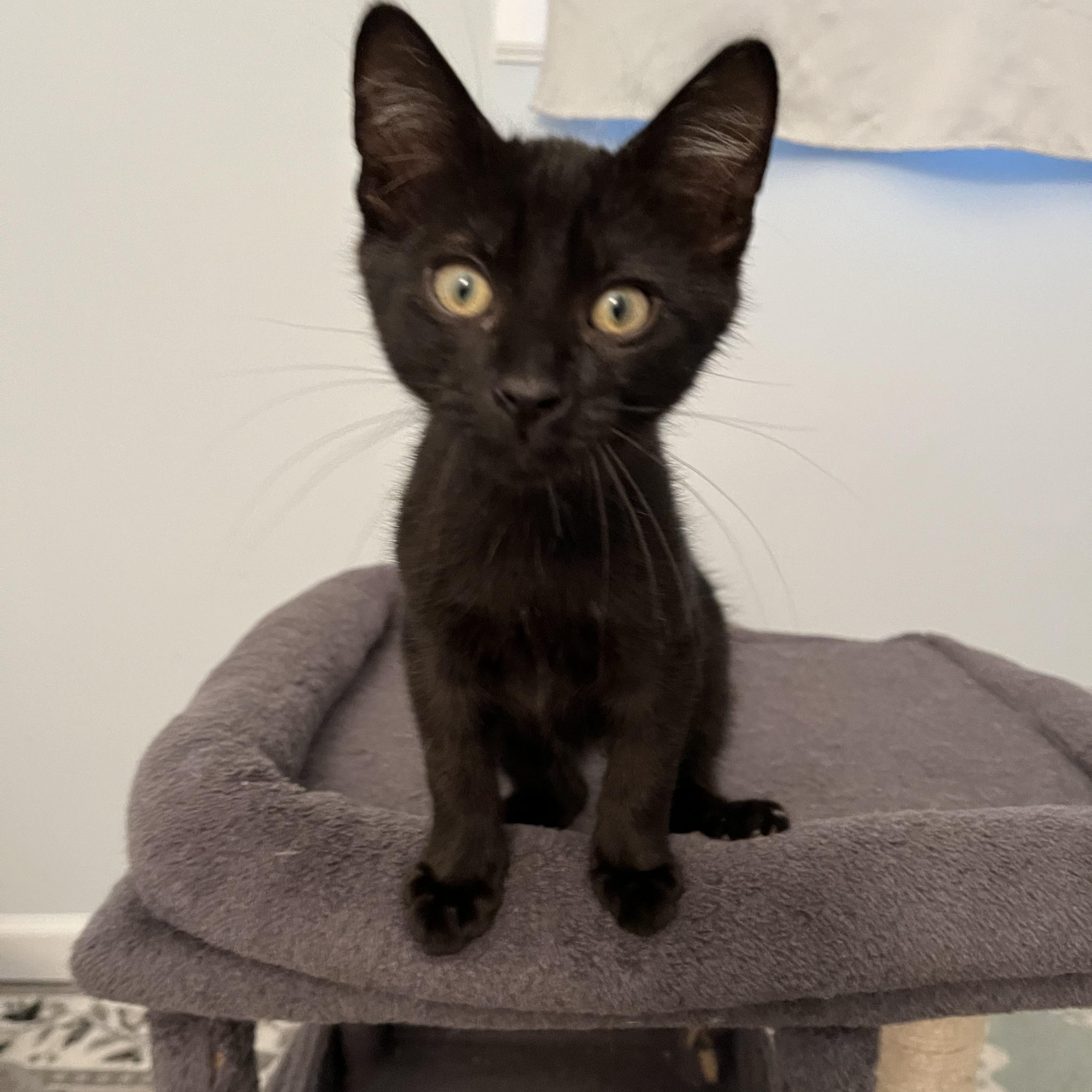 Enlarge Titan, a Adoptable Domestic Short Hair in Moorestown, NJ image 1/2