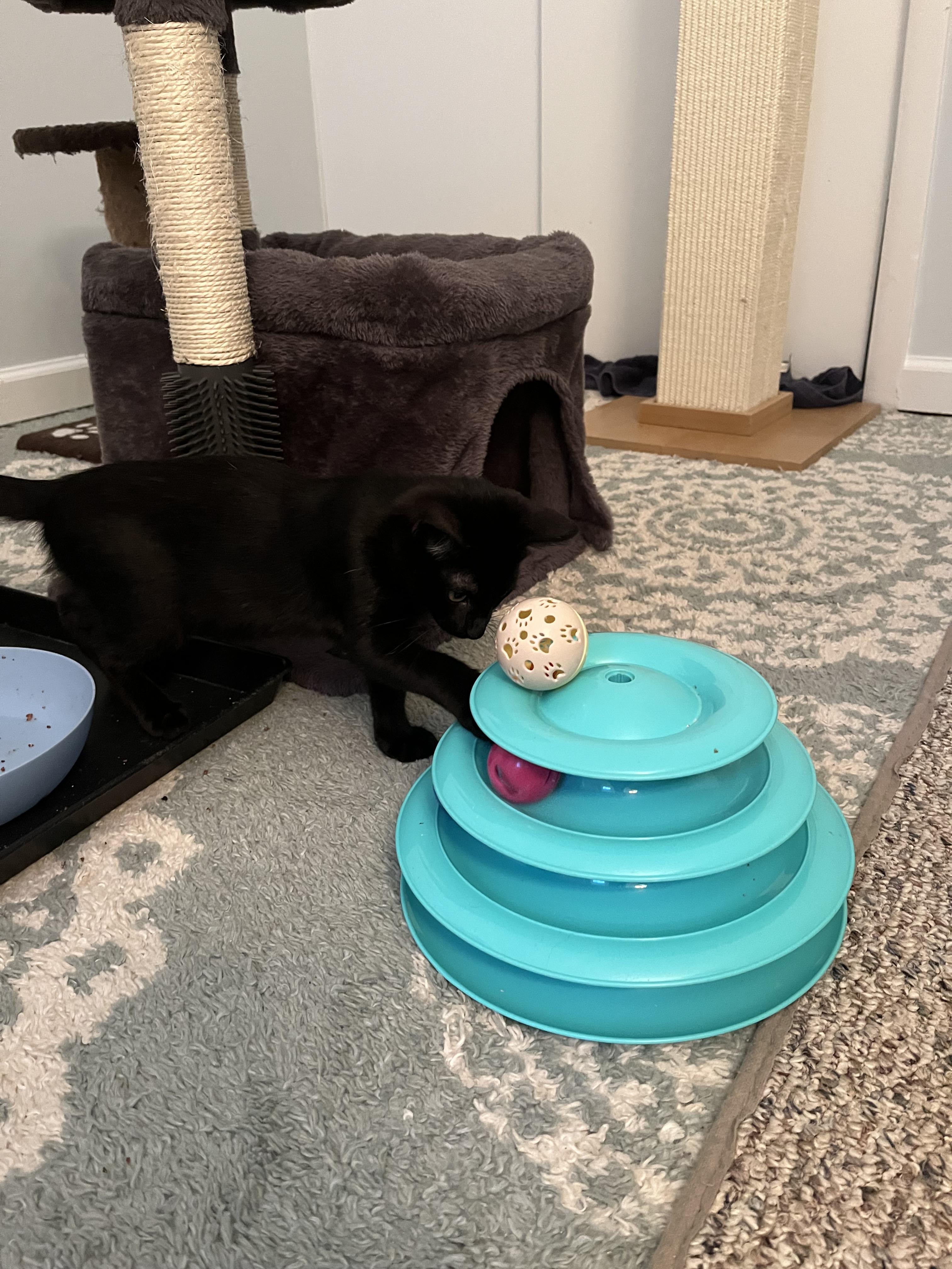 Enlarge Titan, a Adoptable Domestic Short Hair in Moorestown, NJ image 2/2