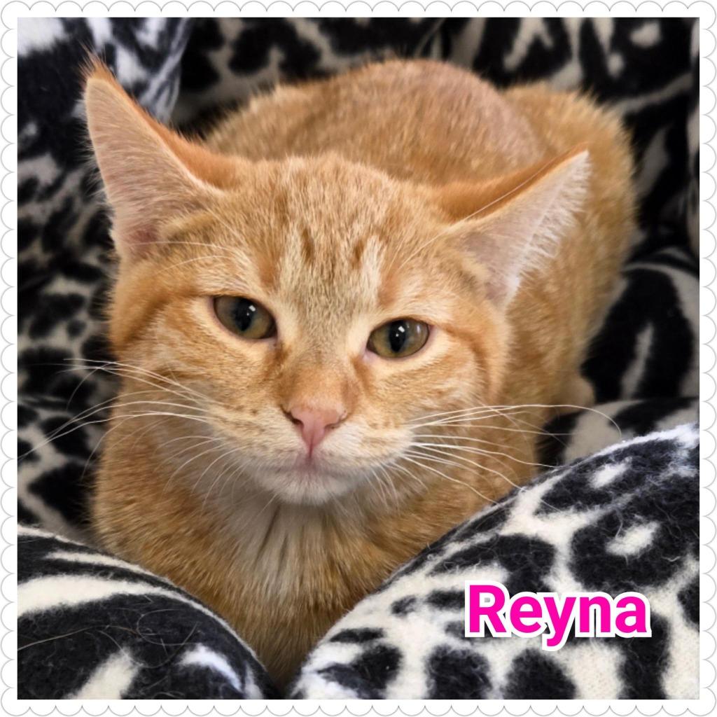 Reyna, Adoptable, Kitten Female Domestic Short Hair.