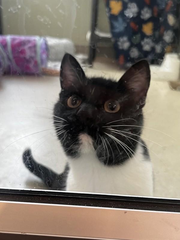 Ramona, Adoptable, Young Female Domestic Short Hair.