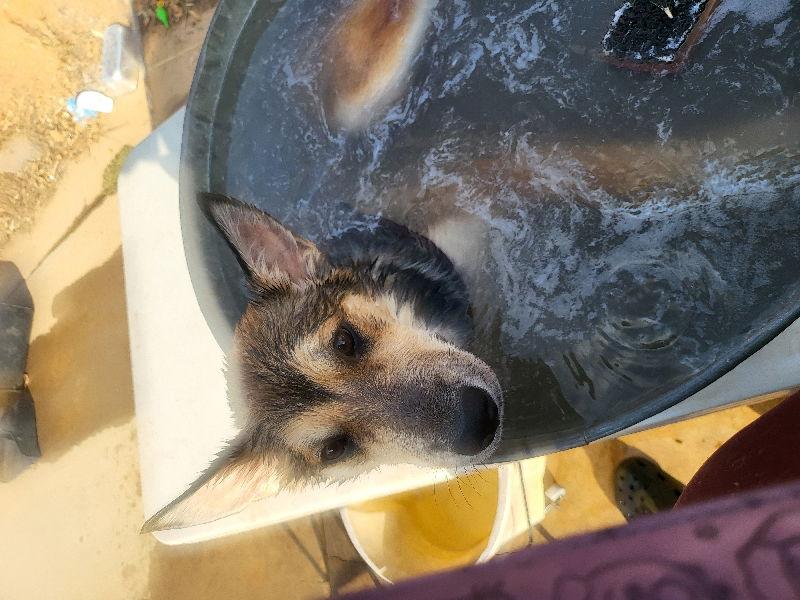 Mocha, Adopted, Young Male Belgian Shepherd / Malinois & Husky.