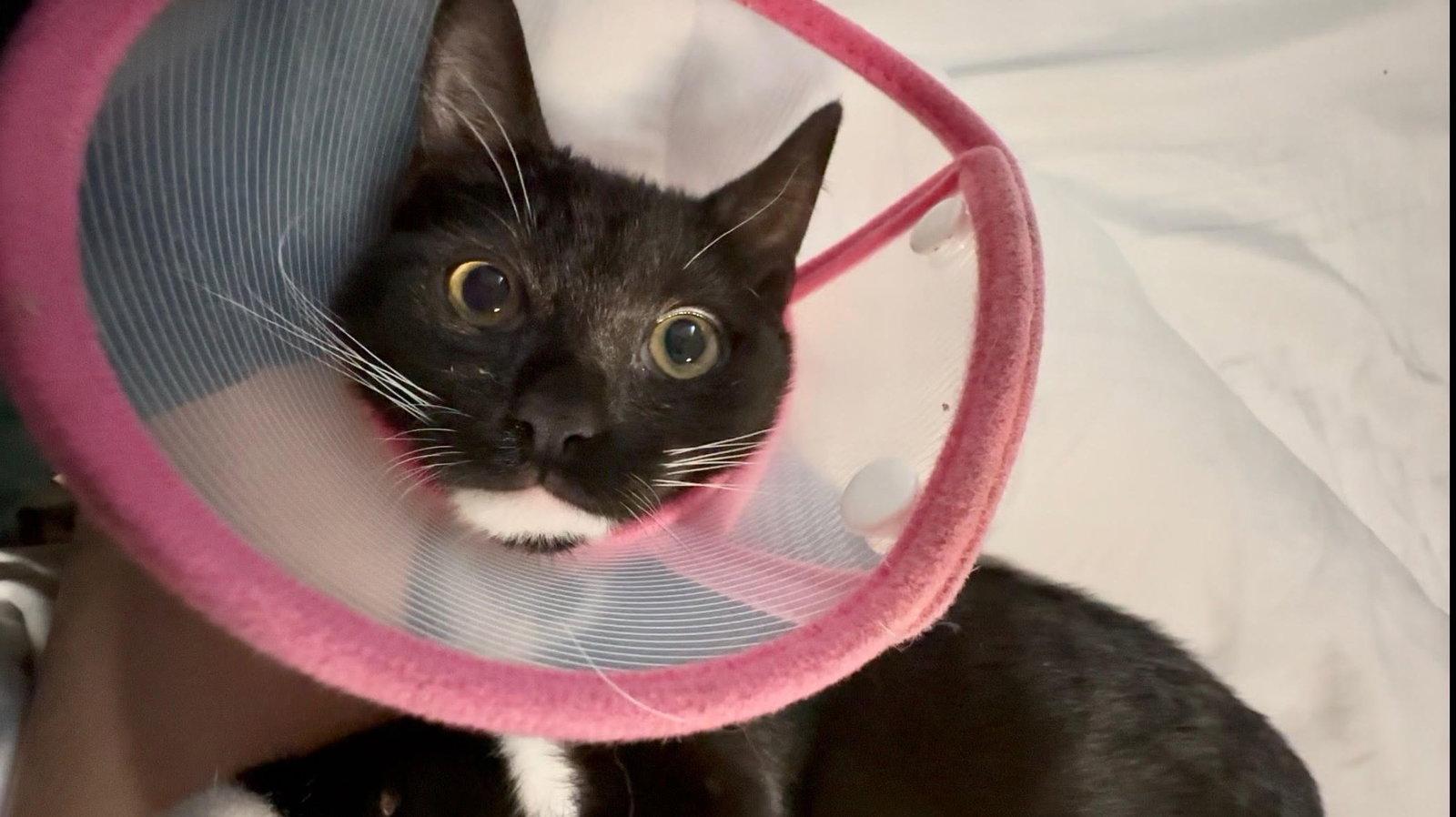 Jenny, Adopted, Kitten Female Domestic Short Hair.