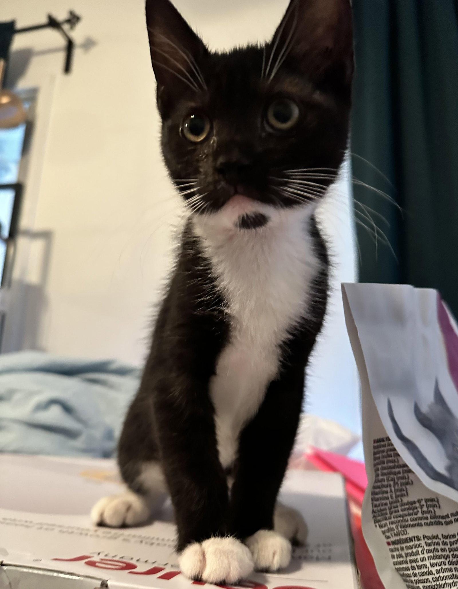 Jenny, a Adopted Domestic Short Hair in Seal Beach, CA image 2/3