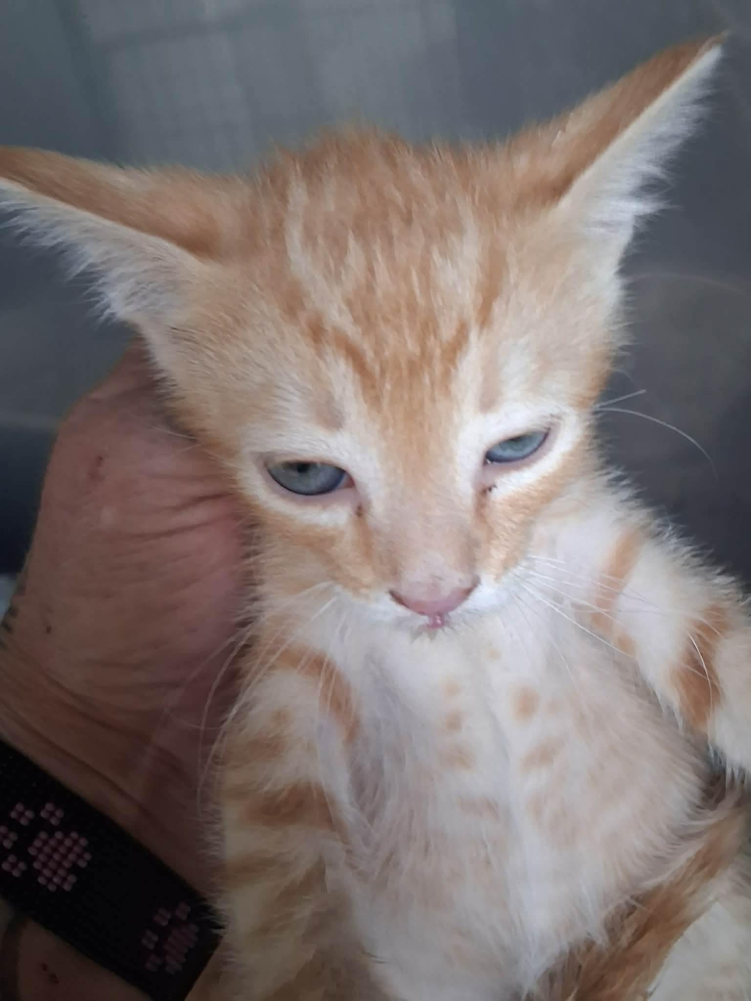 Ernie, ADOPTABLE, Kitten Male Domestic Short Hair.