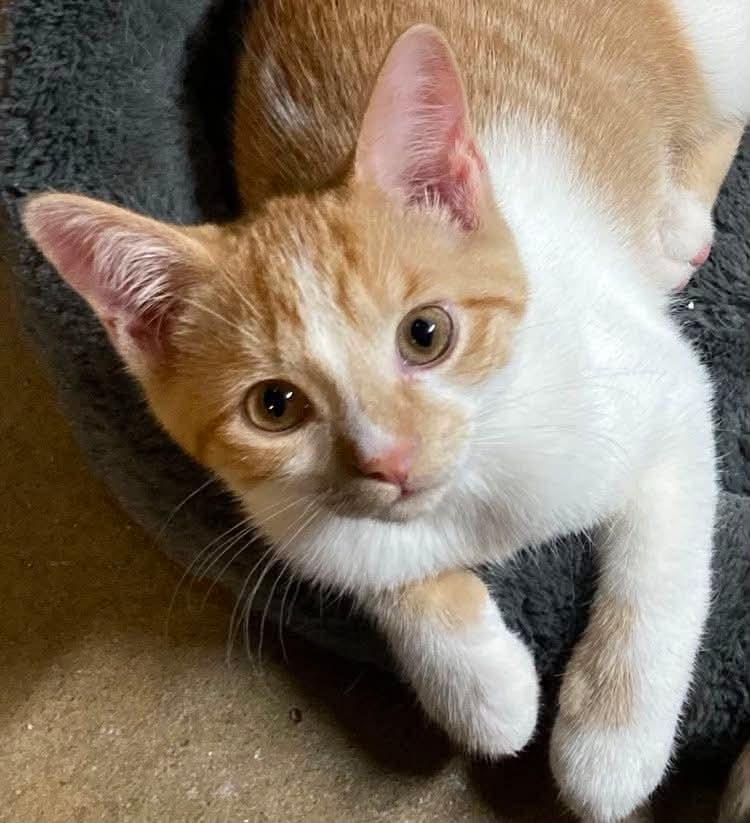 Enlarge Peanut and Dory, an adopted Domestic Short Hair in West Lafayette, IN image 4/5