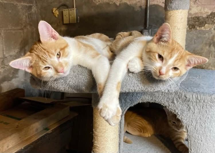 Enlarge Peanut and Dory, an adopted Domestic Short Hair in West Lafayette, IN image 1/5