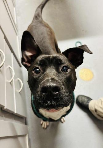 Pepsi, Adoptable, Adult Female Pit Bull Terrier.
