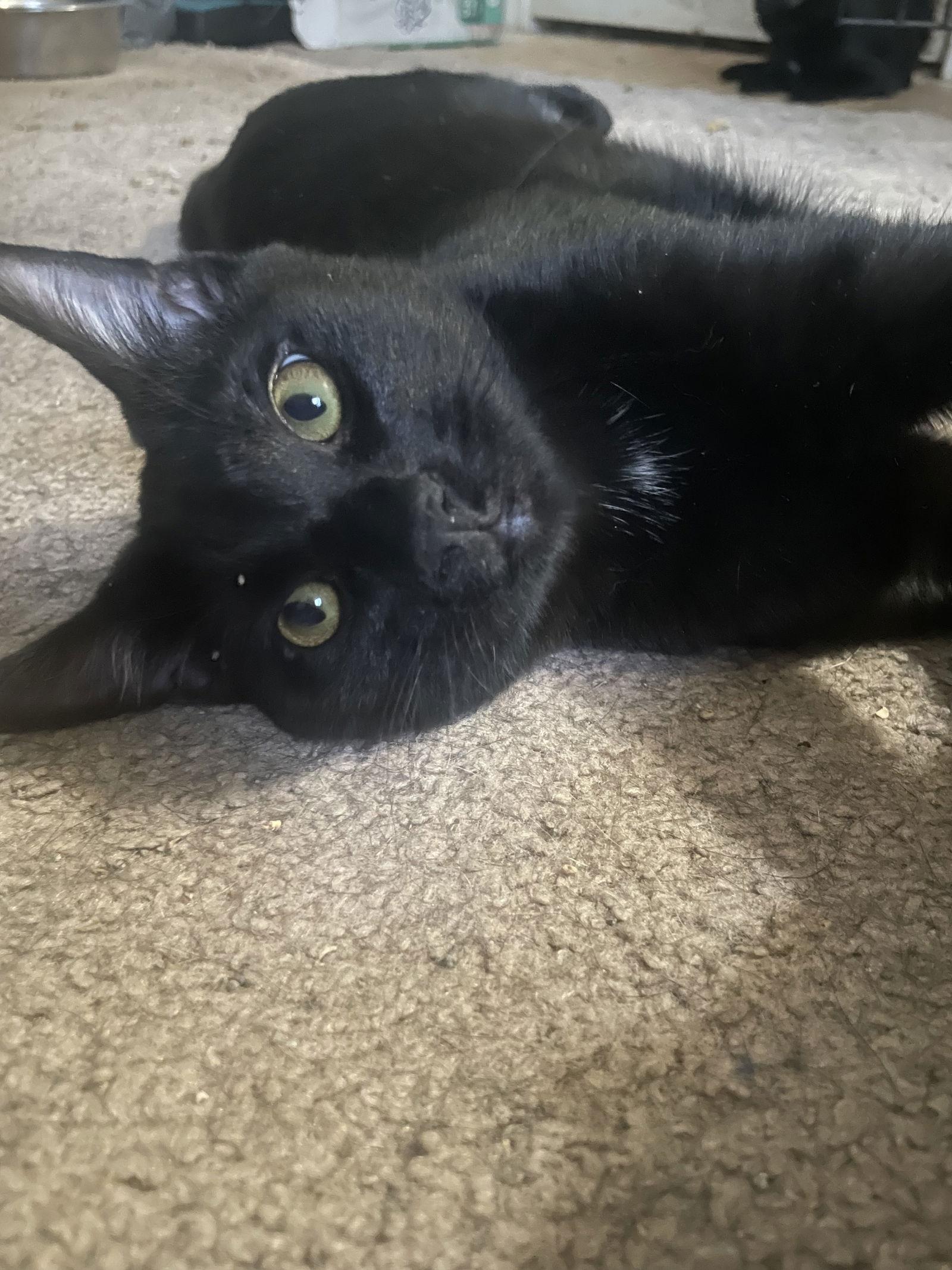 Cosmo, Adoptable, Kitten Male Domestic Short Hair.