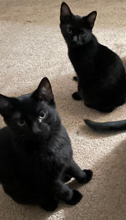 Enlarge Cosmo, a Adoptable Domestic Short Hair in Decatur, GA image 2/3
