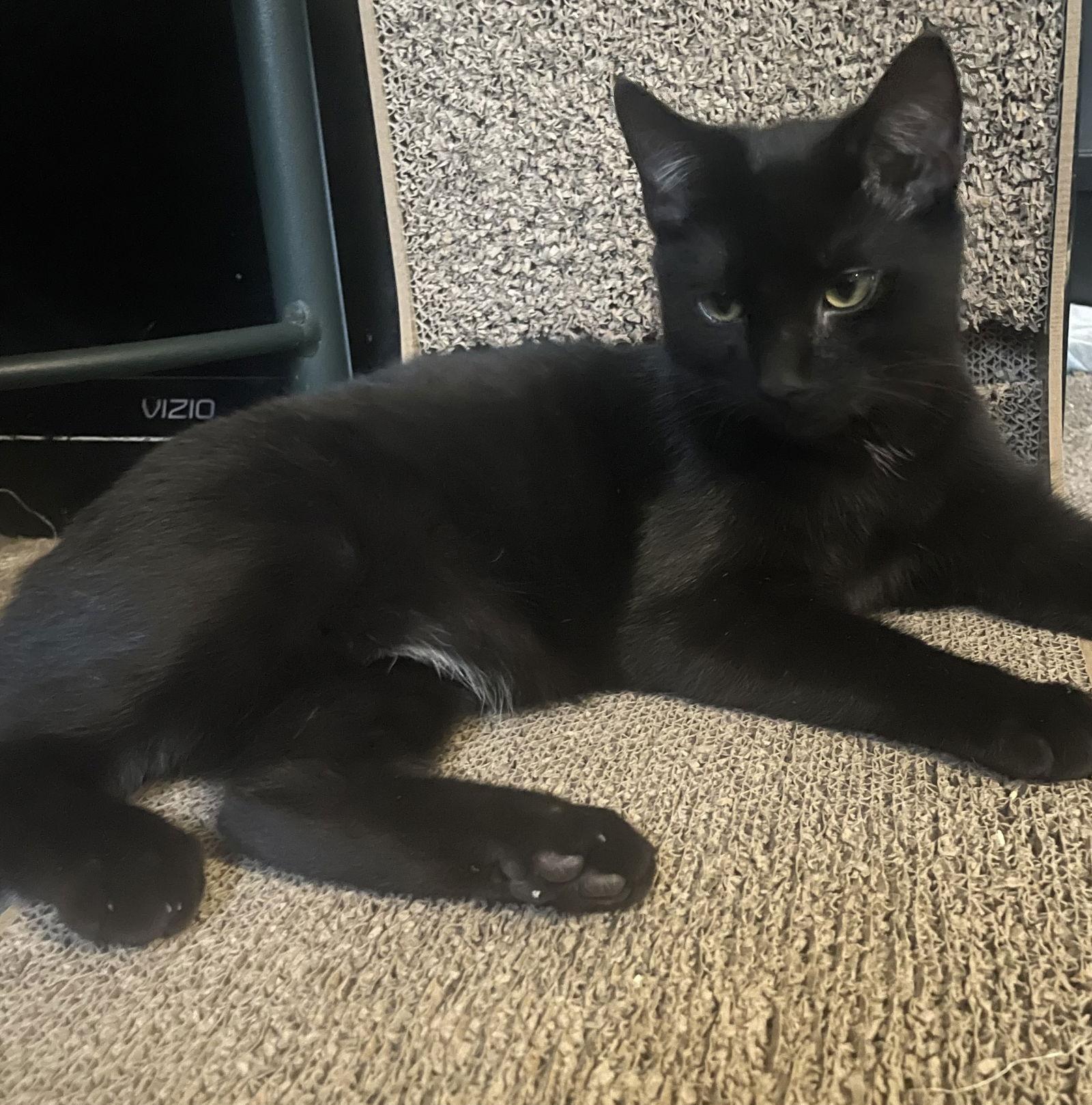 Enlarge Cosmo, a Adoptable Domestic Short Hair in Decatur, GA image 3/3