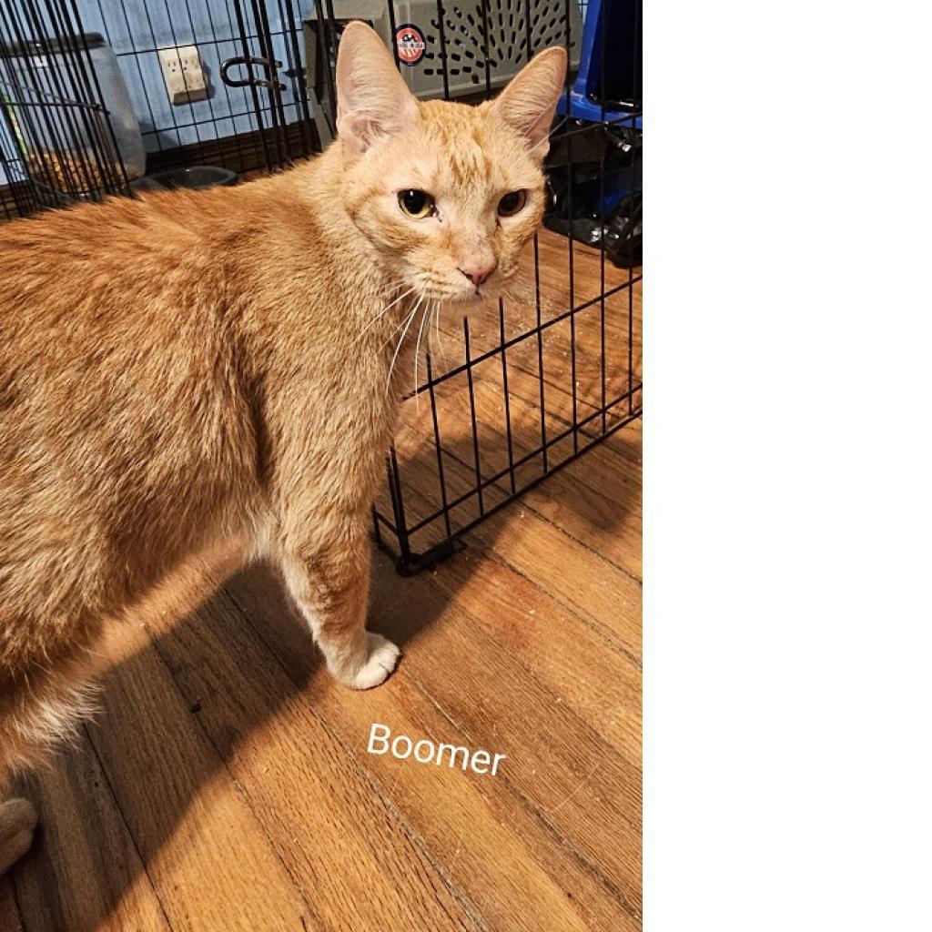 Boomer, Adoptable, Senior Male Domestic Short Hair.