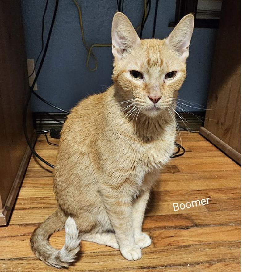 Enlarge Boomer, a Adoptable Domestic Short Hair in Baytown, TX image 2/3