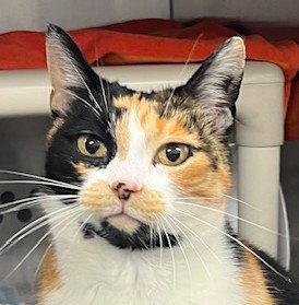 Enlarge Ali (Happy Single), a Adoptable Calico in Richmond Hill, ON image 1/3