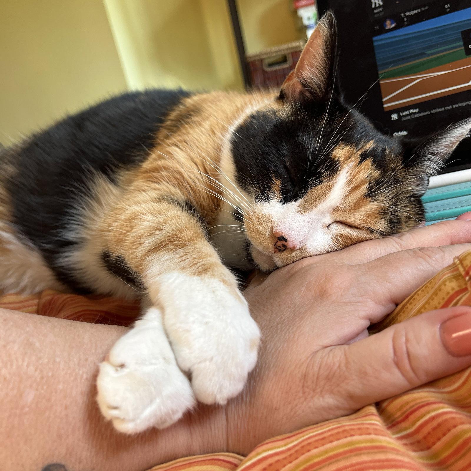 Enlarge Ali (Happy Single), a Adoptable Calico in Richmond Hill, ON image 2/3