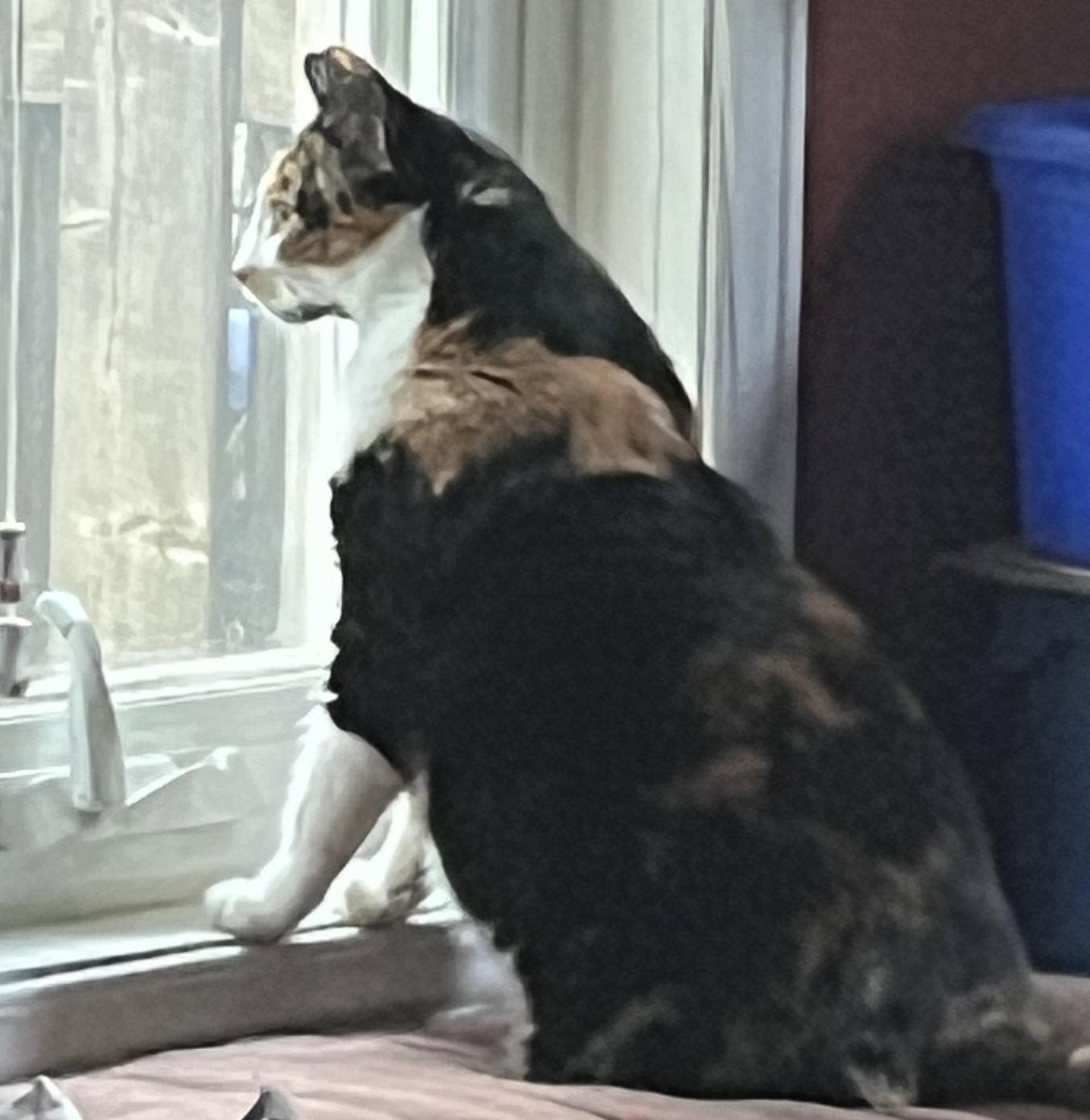 Enlarge Ali (Happy Single), a Adoptable Calico in Richmond Hill, ON image 3/3
