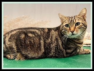 BEAU, Adoptable, Adult Male Domestic Short Hair.